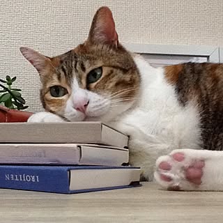 机/読書/ナチュラル/猫のいる生活/観葉植物...などのインテリア実例 - 2016-10-10 18:03:17