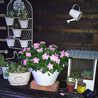 棚/お庭いじり/今日のお花/植物/夜のお花観賞会のインテリア実例 - 2017-08-16 21:13:59