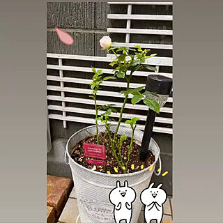 薔薇が大好き╰(✿´⌣`✿)╯♡/良いね、コメント有難う^_^/マンション庭付き/梅雨明けが待ち遠しい/部屋全体のインテリア実例 - 2021-07-05 13:57:04