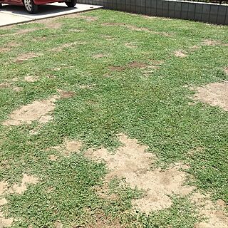 芝の肥料/芝刈り機/クラピアはじめましたのインテリア実例 - 2017-07-12 13:19:02