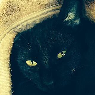 黒猫の朔太郎/ドヤ顔がウザい＼(^o^)／/「フフン、まあ見てなって」のインテリア実例 - 2014-11-04 20:13:49