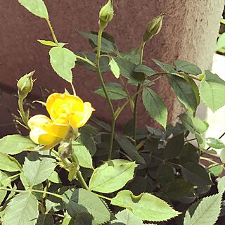 部屋全体/黄色のバラ/半額で売れ残ってた子/可愛い♡のインテリア実例 - 2017-07-06 19:50:51