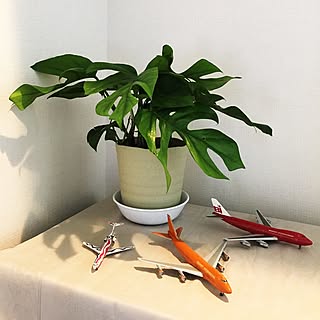 棚/観葉植物のある暮らし/観葉植物/モンステラ/姫モンステラ...などのインテリア実例 - 2016-10-07 14:52:05