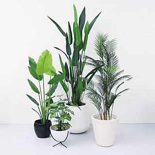 人口観葉植物/観葉植物のある暮らし/人工樹木/造花 葉/アーティフィシャルグリーン...などのインテリア実例 - 2022-11-09 11:03:01