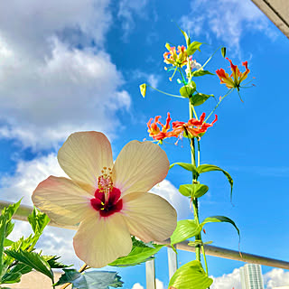 今夜は五輪開会式だそうな。/夏空/3階バルコニー/グロリオーサ/ハイビスカス...などのインテリア実例 - 2021-07-23 09:44:51