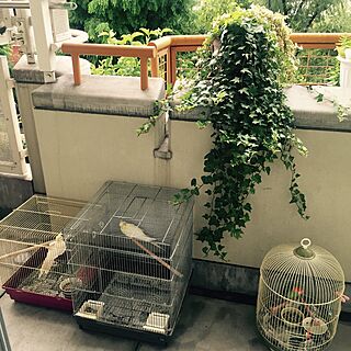 玄関/入り口/ベランダガーデン/アイビー/小桜インコ/オカメインコのインテリア実例 - 2016-07-31 17:25:35