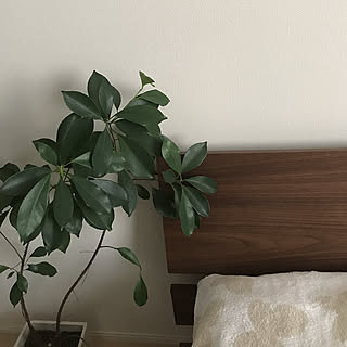 ベッド周り/観葉植物のインテリア実例 - 2018-08-19 17:28:10