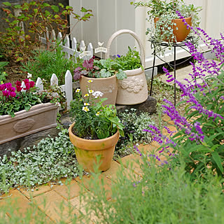 アメジストセージのインテリア実例 Roomclip ルームクリップ