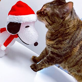 猫のいる暮らし/猫と暮らす/スヌーピー/クリスマス/暮らしを楽しむ...などのインテリア実例 - 2021-12-24 22:53:51