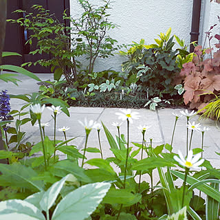 玄関/入り口/玄関アプローチ/カラーリーフ/自分で植えた木と草花/ミヤコワスレ...などのインテリア実例 - 2022-05-16 14:11:50