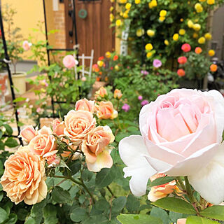 庭/バラ/バラの庭/バラが大好き/南欧風...などのインテリア実例 - 2021-05-29 10:52:29