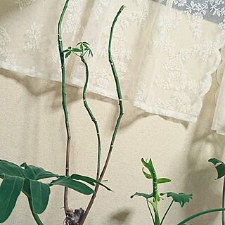 ベッド周り/友達ん家の枯れかけパキラ/和室を改造/植物が好き/賃貸でも諦めない！...などのインテリア実例 - 2017-06-11 21:51:51