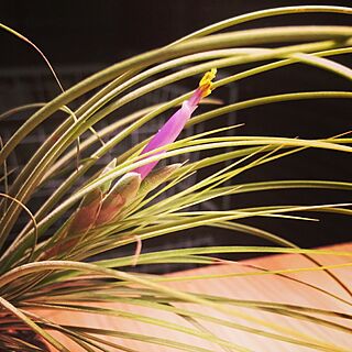 棚/蕾/開花/tillandsia/ジュンセア...などのインテリア実例 - 2016-02-14 09:01:41