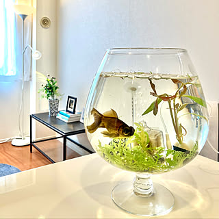 金魚ちゃん追加!!金魚鉢付きあります♡ まどい