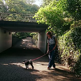 玄関/入り口/散歩道/遊歩道/ワンコと暮らす家/癒されます...などのインテリア実例 - 2016-07-24 07:02:02