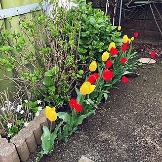 チューリップ/ガーデニングが好き/植物のある暮らし/花壇/庭...などのインテリア実例 - 2023-04-03 09:14:21