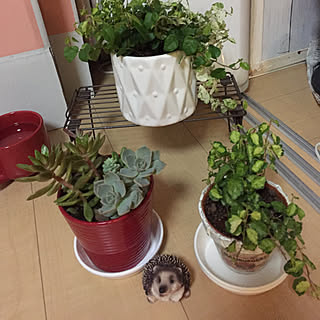 ナチュラルにて植えました/１個ハイドル·カルチャー植え(☝/プーミラ/リメイク鉢ハンバーガーデコパージュ/この前の観葉植物ナチュラルにて植えた...などのインテリア実例 - 2018-03-29 23:09:19