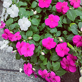 鉢植え 肥料はダイソーのおしゃれなアレンジ 飾り方のインテリア実例 Roomclip ルームクリップ