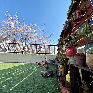 お花見/桜/庭/板壁DIY/猫と暮らす...などのインテリア実例 - 2023-04-04 06:13:02
