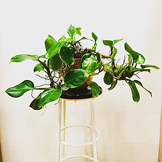 玄関/入り口/DIY/植物のある部屋/ナチュラルライフスタイル/植物のある暮らし...などのインテリア実例 - 2019-01-07 20:13:14