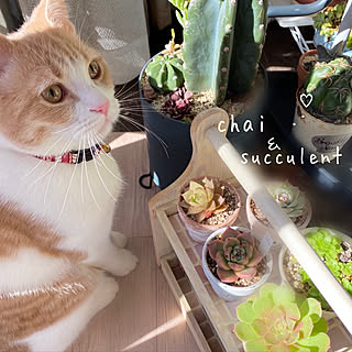 カッティングボードリメイク/多肉植物のある暮らし/猫のいる暮らし/2021.1.23/見て頂き感謝です♪...などのインテリア実例 - 2021-01-23 16:37:27