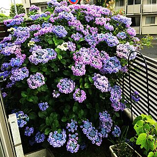 玄関/入り口/紫陽花/紫陽花大好き/ごちゃごちゃ好き/梅雨入り...などのインテリア実例 - 2017-07-01 21:58:46