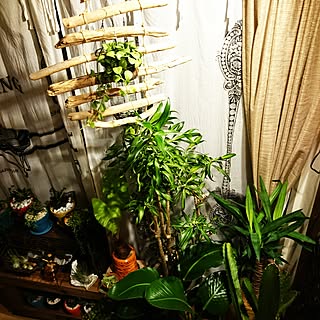 部屋全体/観葉植物のある部屋/NO GREEN NO LIFE/サボテン&多肉/流木オブジェのインテリア実例 - 2016-08-05 00:14:54