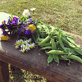 春だけど夏みたい/畑/夏野菜植え付け/RCの出会いに感謝しています♡/いいね&フォローありがとうございます♡...などのインテリア実例 - 2020-05-02 17:37:29