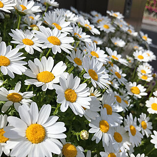 庭/ガーデニング/お花のある暮らし/白い花が好き/ノースポール3株...などのインテリア実例 - 2021-05-02 18:07:43