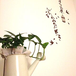 壁/天井/100均/セリア/観葉植物のインテリア実例 - 2014-02-11 00:40:05