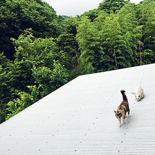 景色が大好き/庭/デッキ屋根は猫の庭/自然がいっぱい/里山...などのインテリア実例 - 2019-06-21 09:04:59