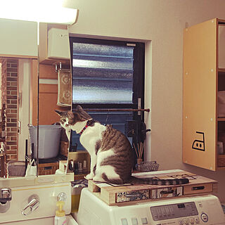 鏡を覗き込む猫/僕ってイケメン⁈/白キジのん/ねこのいる風景/バス/トイレのインテリア実例 - 2021-04-03 10:10:47