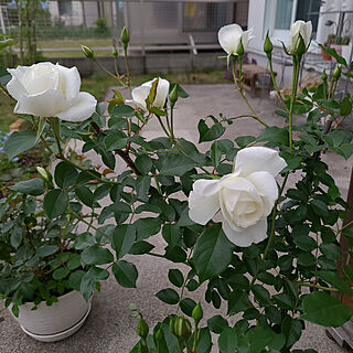 玄関/入り口/アイスバーグ/バラ/バラのある庭/いつもいいねやコメありがとうございます♡...などのインテリア実例 - 2022-04-28 08:56:47