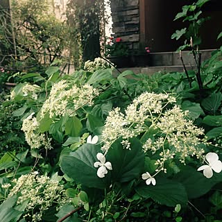 玄関/入り口/10年経ってようやく開花/地植えの植物/夕暮れ時/玄関アプローチ...などのインテリア実例 - 2016-05-14 19:14:30