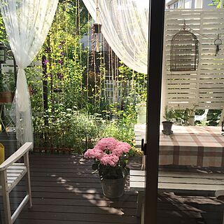 植物/ガーデン/ガーデニング/手作りの庭/紫陽花ケイコ...などのインテリア実例 - 2016-05-23 08:31:15