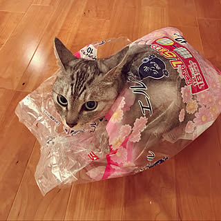 ねこだけでごめんなさい/サバトラ/無印良品の家/ねこと暮らす/猫...などのインテリア実例 - 2020-07-01 08:59:00