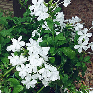 庭/玄関/緑が好き♡/白い花が好き/ルリマツリ...などのインテリア実例 - 2019-07-15 08:31:41