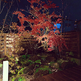 紅葉ライトアップ/木塀/ウッドフェンス/イロハモミジの紅葉/庭の紅葉...などのインテリア実例 - 2021-11-12 22:27:35