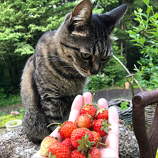 きじとら/いちご/苺/猫のいる日常/ねこのいる日常...などのインテリア実例 - 2020-06-07 21:13:21