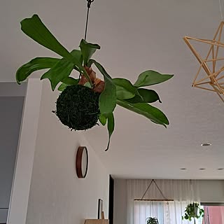 壁/天井/観葉植物のある暮らし/グリーン/観葉植物のある部屋/いやしの空間...などのインテリア実例 - 2023-07-18 10:55:54