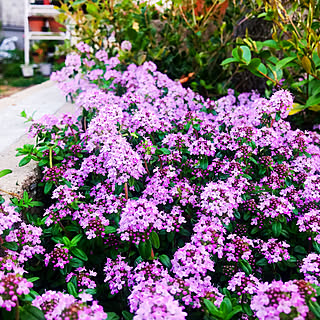 ぴんく♡/クリーピングタイムの花/今が見ごろ♪/快晴☀️/グリーンのある暮らし...などのインテリア実例 - 2021-04-11 16:02:54