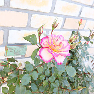 玄関/入り口/お花は癒し/おうち時間を楽しむ/お花のある暮らし/レンガ...などのインテリア実例 - 2021-05-01 14:24:30