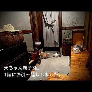 猫の多頭飼い/宮♡1歳♂/猫8匹/天♡4歳♀/猫と暮らす家...などのインテリア実例 - 2022-11-09 21:48:02