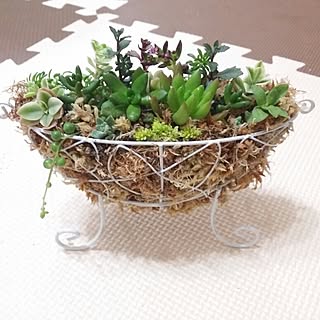 植物/多肉/手作り/ハンドメイド/多肉植物のインテリア実例 - 2014-08-19 23:19:39