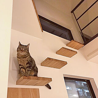 壁/天井/猫/猫のいる暮らし/ねこと暮らす。/ネコ窓...などのインテリア実例 - 2018-10-16 22:31:23