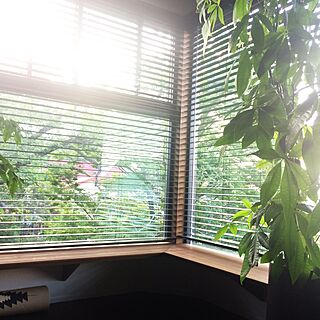 リビング/桜の木/窓からの眺め/ジャックと豆の木/パキラ...などのインテリア実例 - 2017-07-06 18:07:15