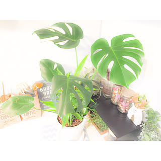 バス/トイレ/はじめましてモンステラ/さようならセローム/観葉植物/ニトリのトナカイ...などのインテリア実例 - 2018-10-17 06:15:08