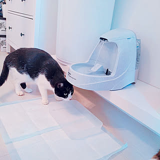 棚/ひとり暮らし/犬の水飲み場/猫の水飲み場/猫の水入れ...などのインテリア実例 - 2021-12-16 13:06:56