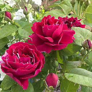 薔薇/バラ/バラが大好き/自然がいっぱい/里山...などのインテリア実例 - 2019-05-18 08:26:16