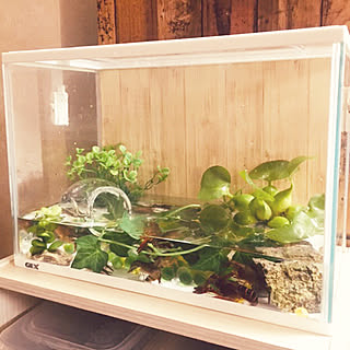 ザリガニ飼育のインテリア実例 Roomclip ルームクリップ